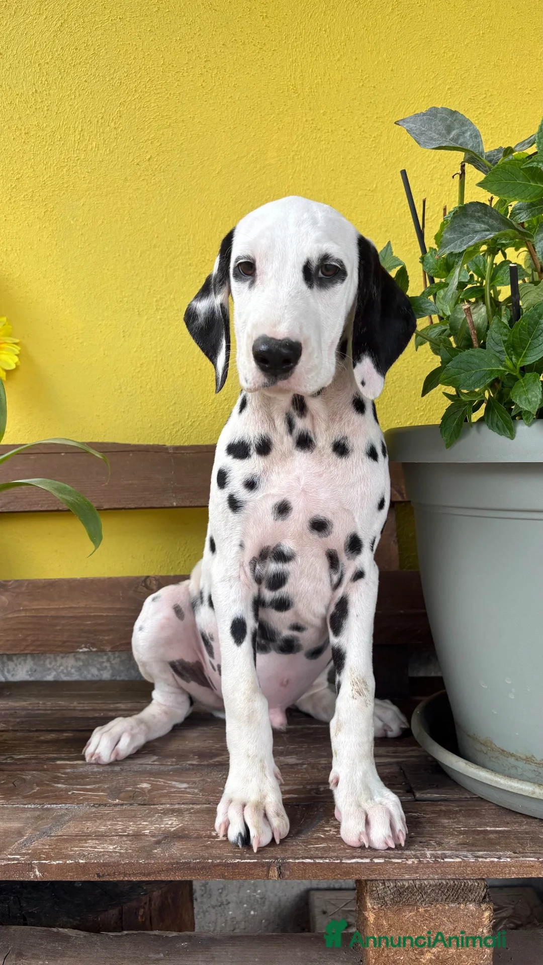 Dalmata cani in vendita: Cuccioli di Dalmata con Pedigree ENCI - Annuncio 4