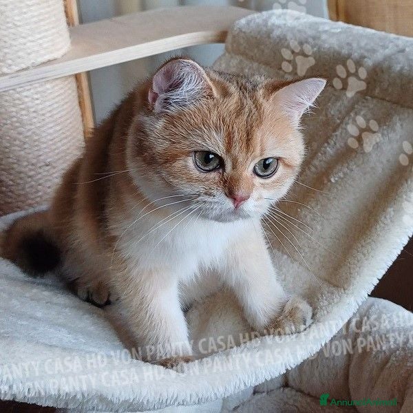 Scottish gatti Cuccioli Scottish Straight - Annuncio 35