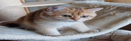 Scottish gatti in vendita: Cuccioli Scottish Straight - Annuncio 14