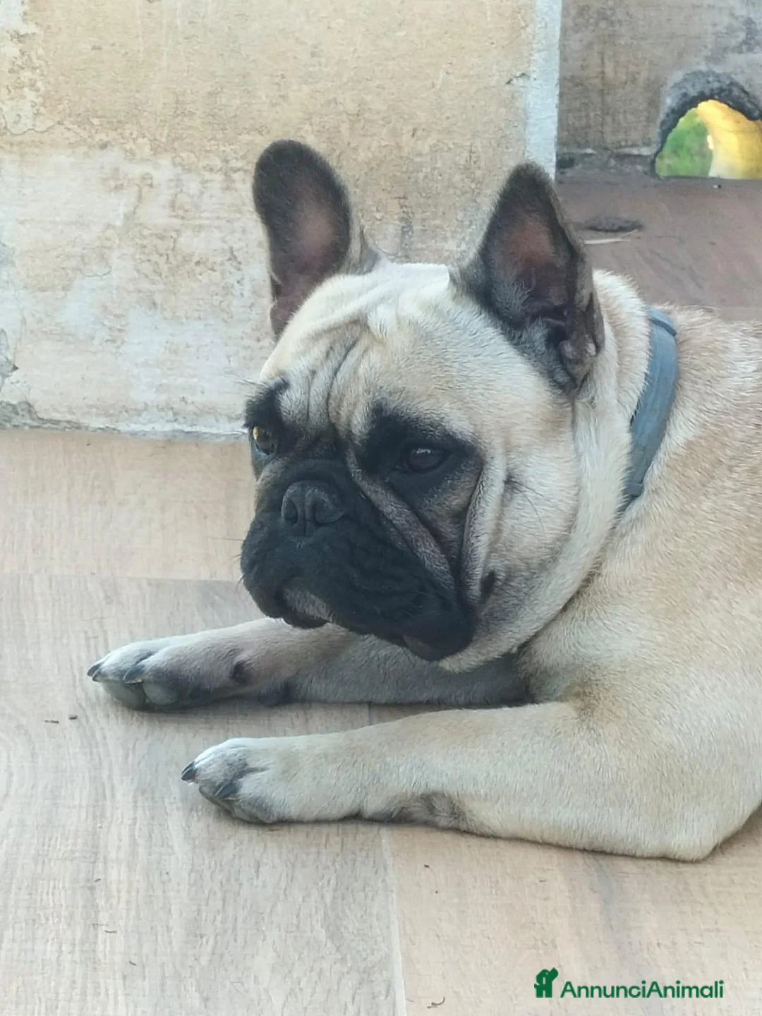 Bulldog Francese cani in vendita: Bouledogue francese dolcissimi cuccioli a Città metropolitana di Palermo - Annuncio 18