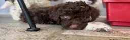 Lagotto cani in vendita: Cuccioli lagotto romagnolo  - Annuncio 8