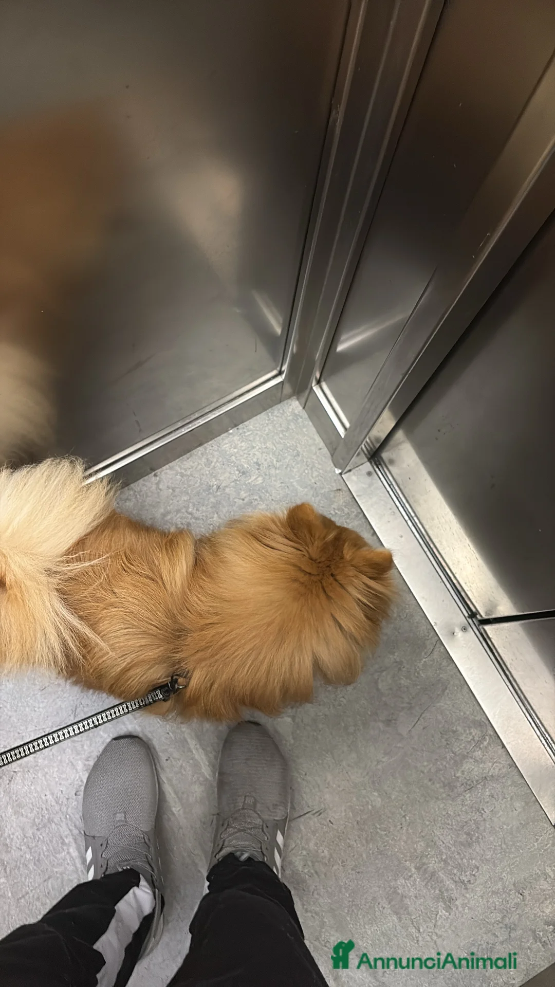 Spitz cani in vendita: Spitz toy a Provincia di Pordenone - Annuncio 2