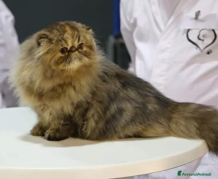 Persiano gatti PERSIANA FEMMINA - Annuncio 5