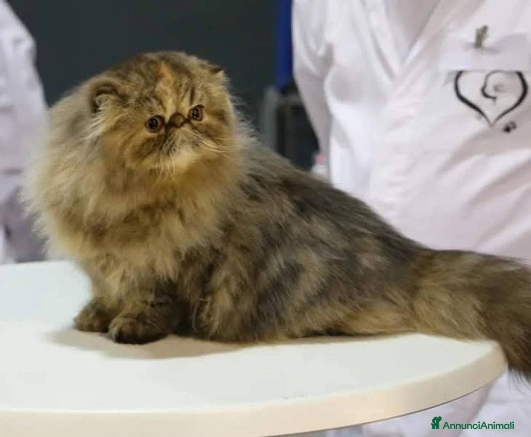 Persiano gatti in vendita: PERSIANA FEMMINA - Annuncio 1