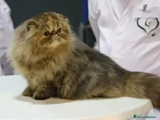 Persiano gatti PERSIANA FEMMINA - Annuncio 5