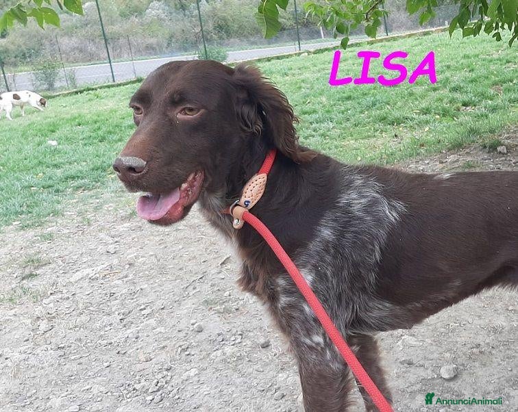Meticcio cani LISA bella timidina - Annuncio 1