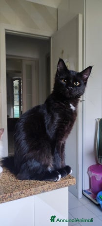 Norvegese gatti - Annuncio 5