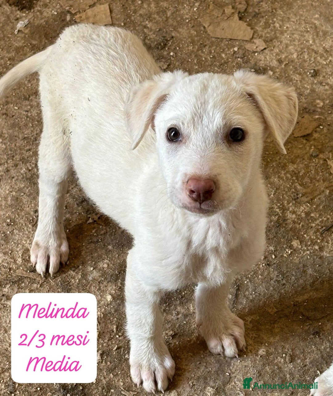 Meticcio cani in regalo: Cuccioli, non hanno chiesto di nascere  - Annuncio 3