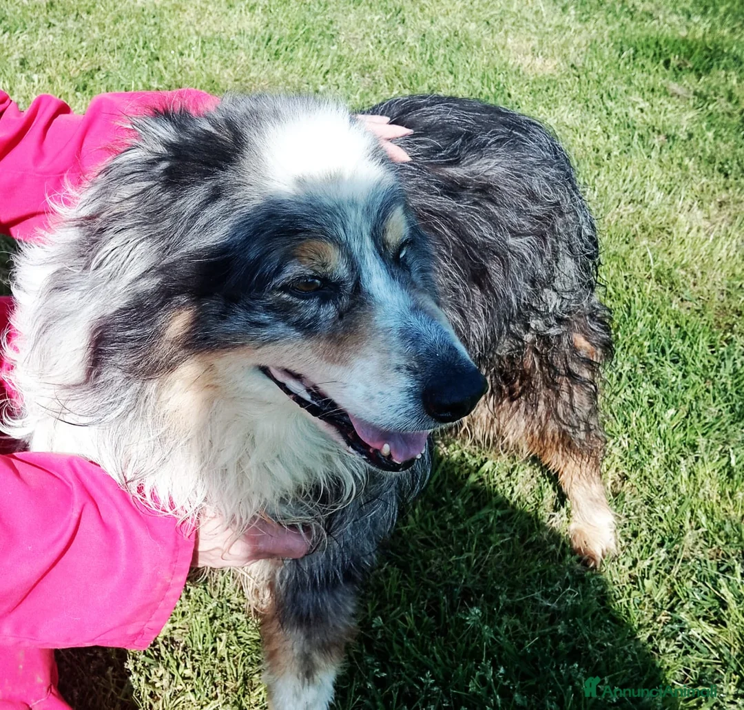 Australian Shepherd cani in regalo: Paul Newman, derivato pastore australiano a Provincia di Latina - Annuncio 3