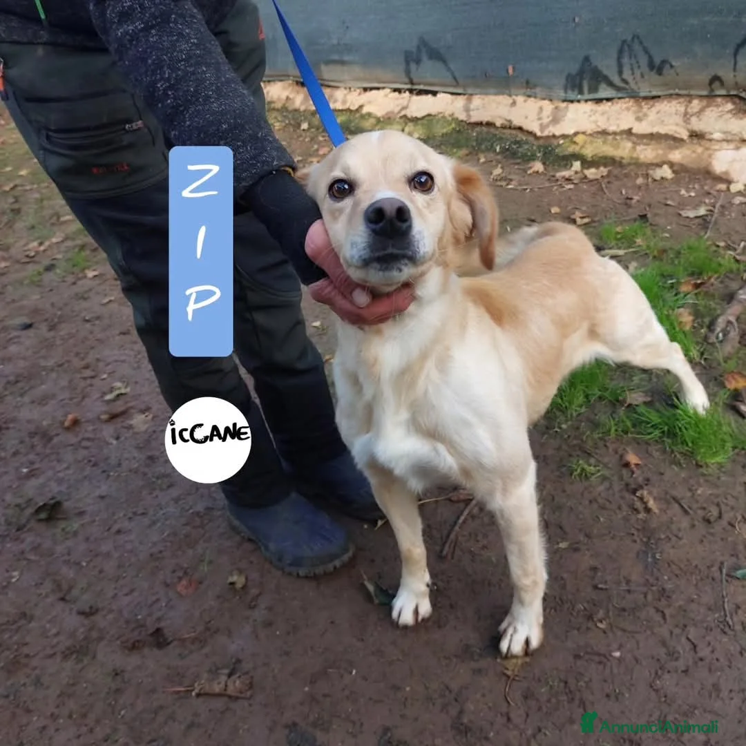 Meticcio cani in regalo: Zip dolcissimo a Provincia di Viterbo - Annuncio 1