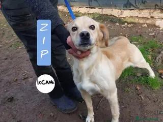 Meticcio cani Zip dolcissimo a Provincia di Viterbo - Annuncio 27