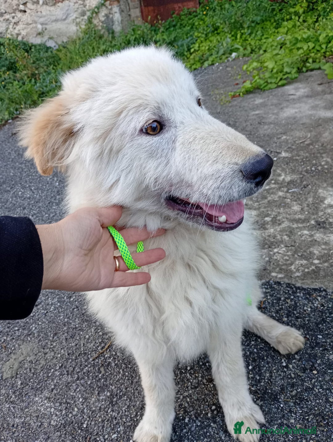 Meticcio cani in regalo: UNA MAMMA PER AKI - Annuncio 3