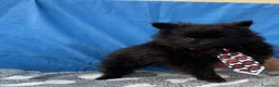 Spitz cani in vendita: Spitz tedesco  - Annuncio 2