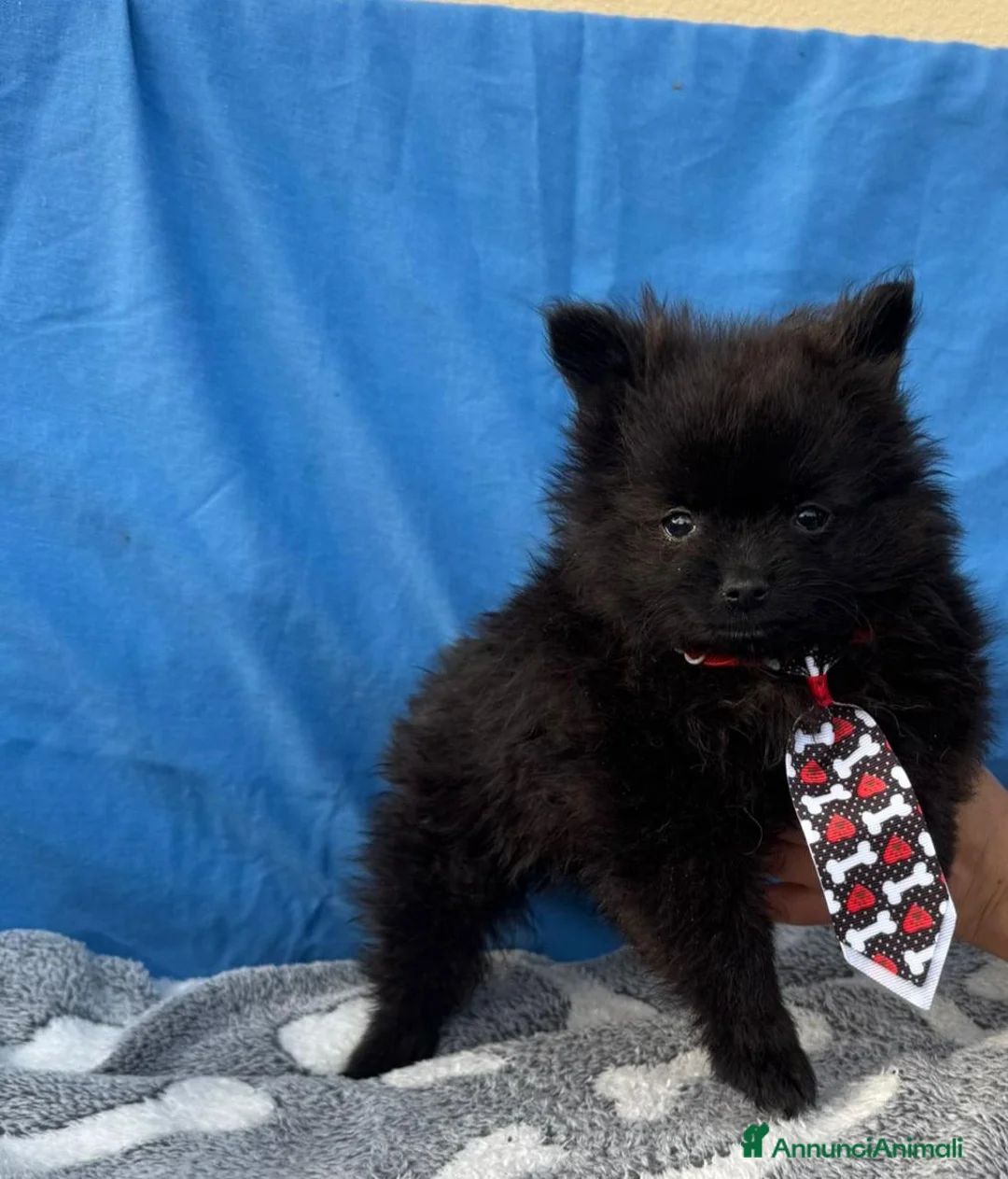 Spitz cani in vendita: Spitz tedesco  - Annuncio 2