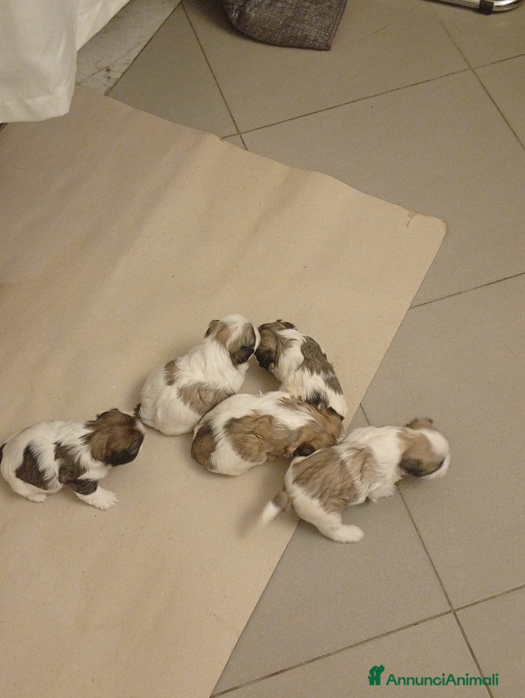 Shih Tzu cani in vendita: Cucciolata di Shitzu  - Annuncio 2
