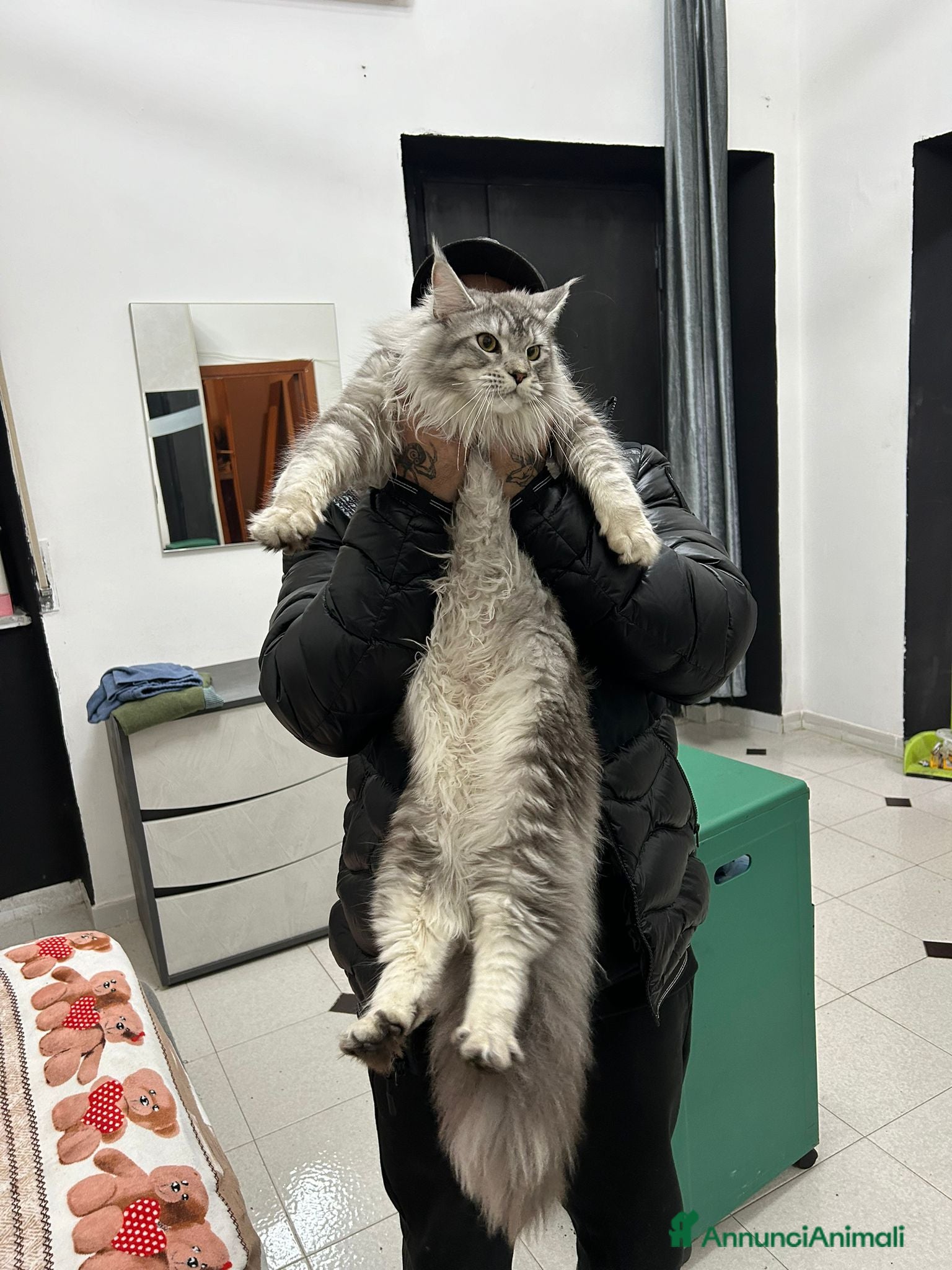 Maine Coon gatti Maine Coon xxl alta genetica  - Annuncio 2
