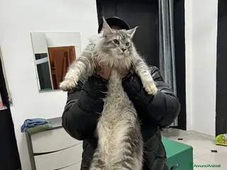 Maine Coon gatti Maine Coon xxl alta genetica - Annuncio 2