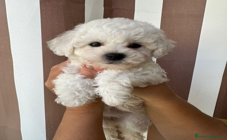 Bichon cani a Provincia di Forlì-Cesena - Annuncio 1