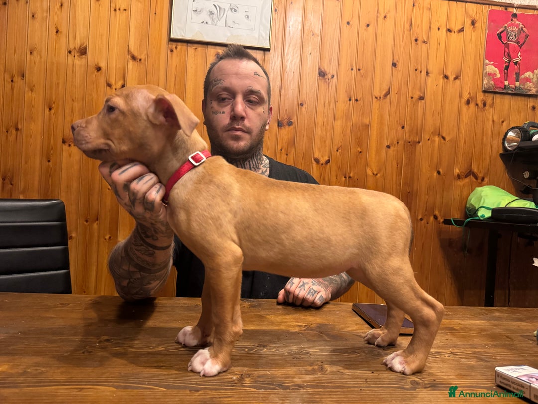 Pitbull cani in vendita: Cuccioli Pit Bull con Pedigree anche a rate - Annuncio 15