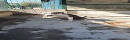 Meticcio cani in regalo: Biancavilla in canile a Catania - Annuncio 8