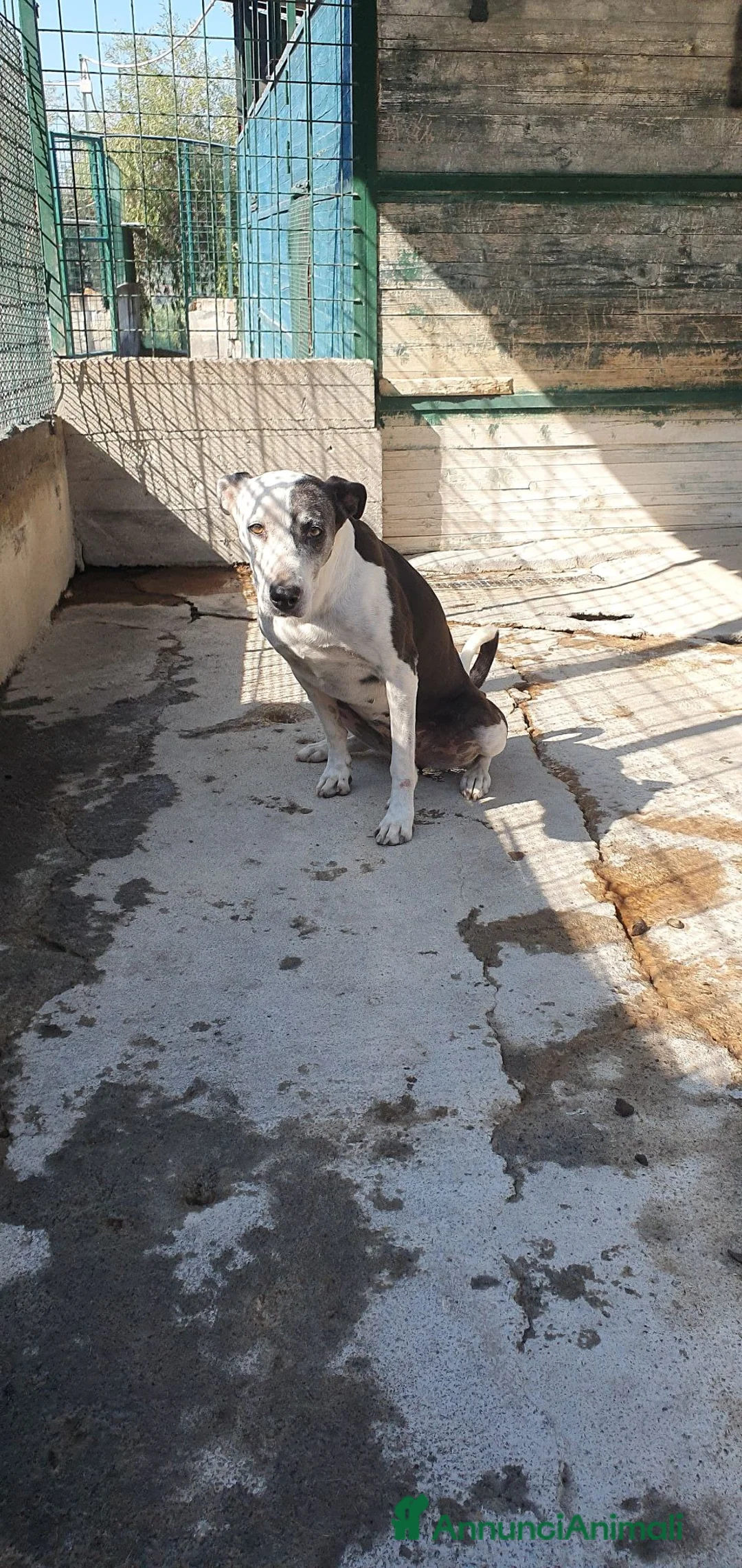 Meticcio cani in regalo: Biancavilla in canile a Catania - Annuncio 8