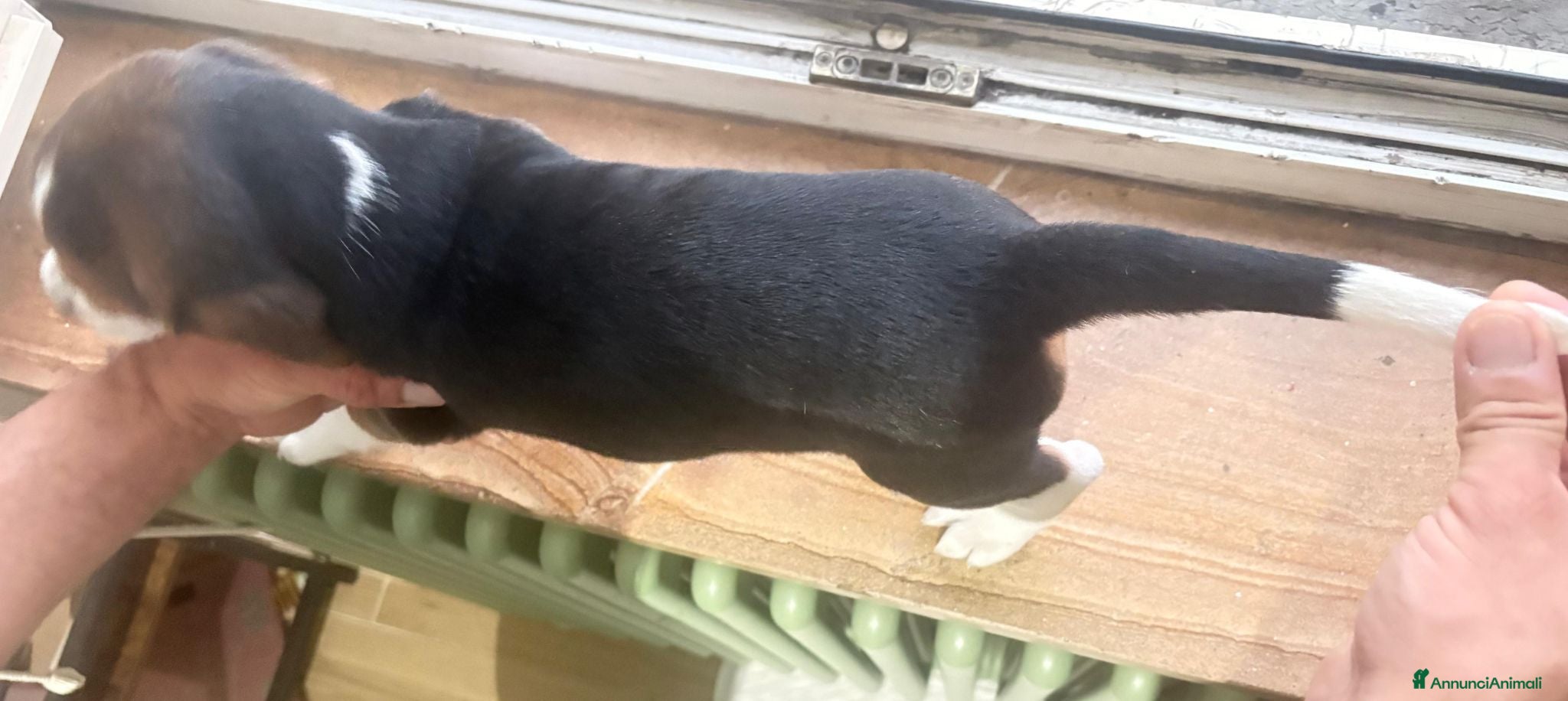 Beagle cani Vendesi beagle puri con pedigree - Annuncio 2