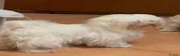Maltese cani in vendita: Maltese Mini Toy  - Annuncio 9