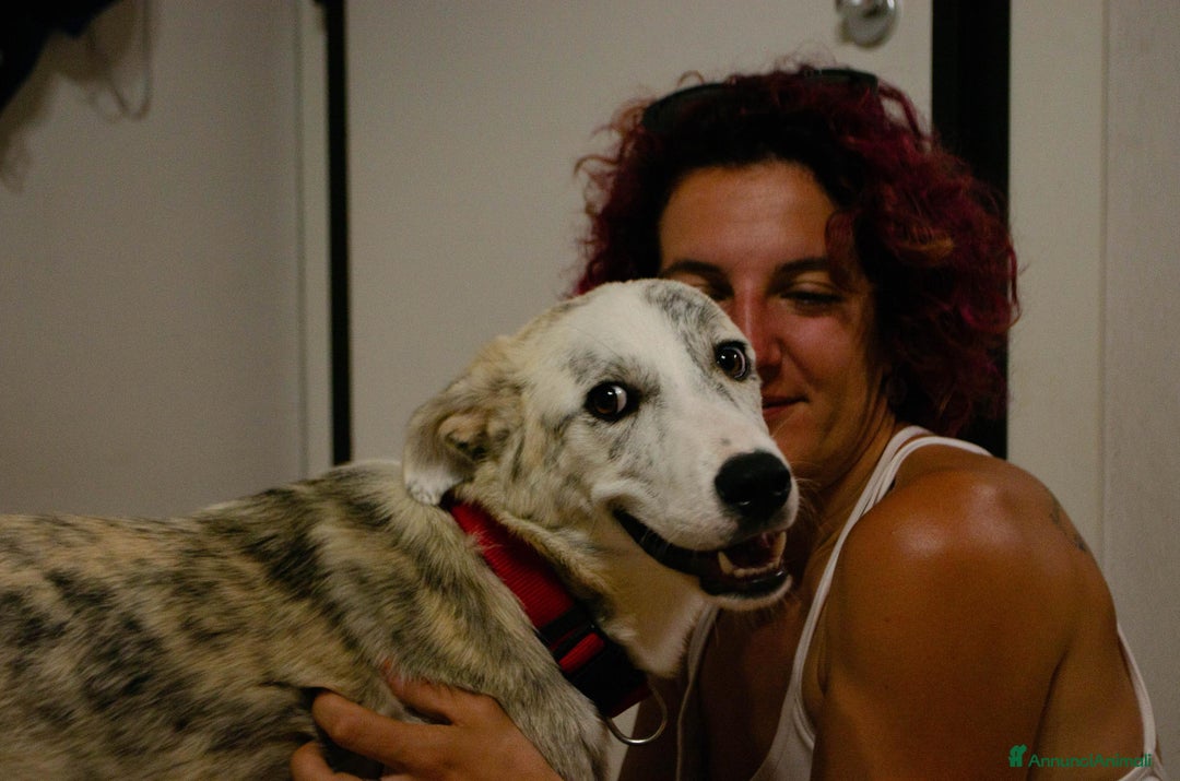 Altre razze cani in regalo: LINK e MAIL, 6 MESI, (01/01/25) a Provincia di Bergamo - Immagine 16