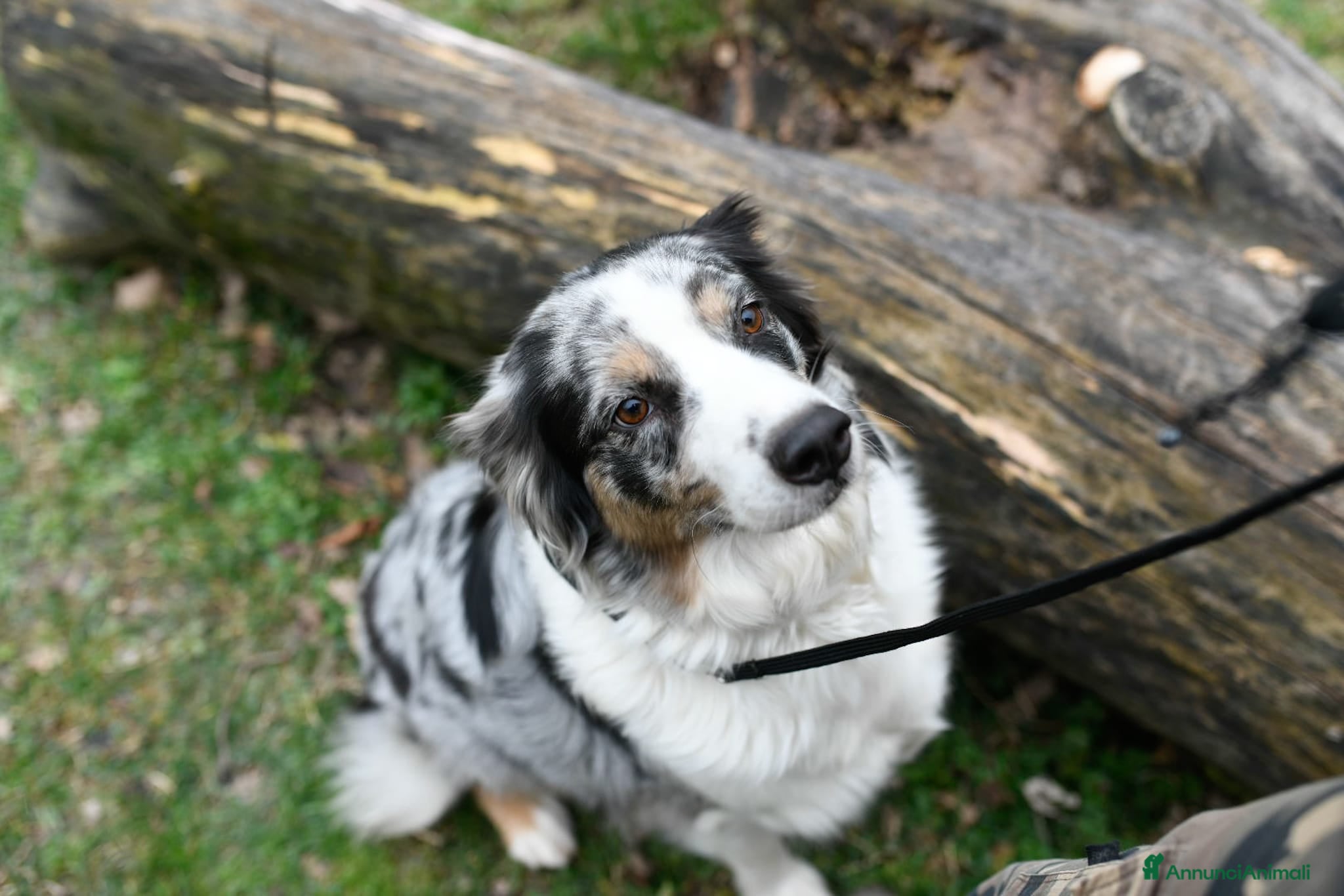 Australian Shepherd cani Cuccioli meravigliosi di AUSTRALIAN SHEPHERD  - Annuncio 1