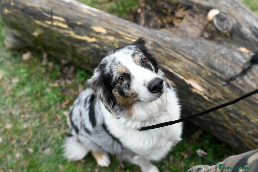 Australian Shepherd cani in vendita: Cuccioli meravigliosi di AUSTRALIAN SHEPHERD  - Annuncio 1