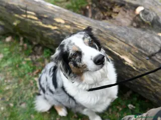 Australian Shepherd cani Cuccioli meravigliosi di AUSTRALIAN SHEPHERD - Annuncio 1
