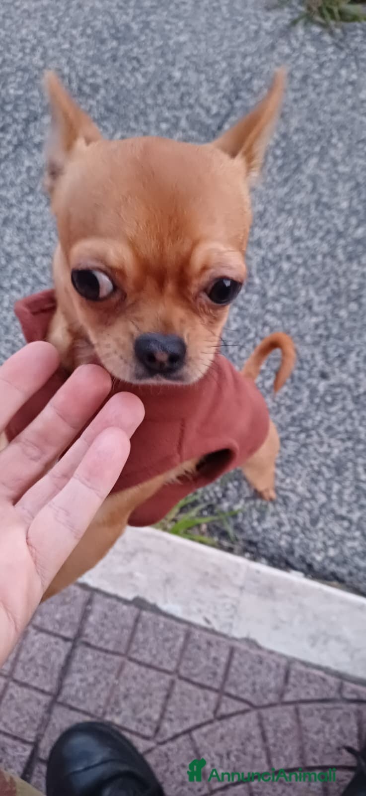 Chihuahua cani Chihuahua pelo corto 14 mesi guinzaglio traversina - Annuncio 2