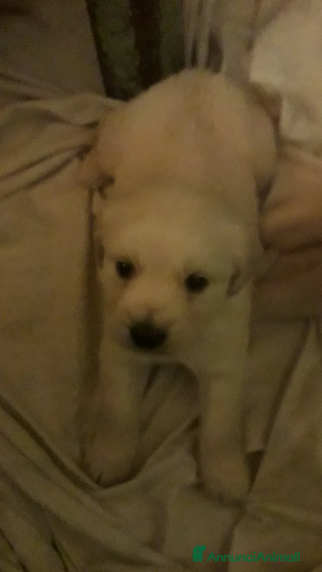 Golden Retriever cani in vendita: Maschio di golden retriver angloamericano  a Provincia autonoma di Trento - Annuncio 2