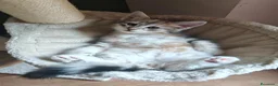Siberiano gatti in vendita: Cuccioli siberiani con pedigree  - Annuncio 3