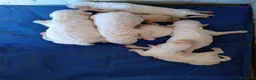 Lagotto cani in vendita: Lagotti  - Annuncio 5
