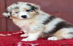 Australian Shepherd cani in vendita: Maschio Blue merle NBT - Teseo  a Provincia di Vicenza - Immagine 1