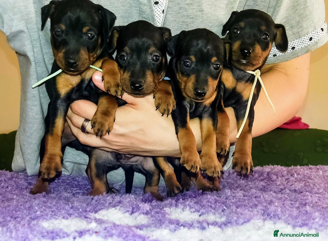 Immagine della galleria {{count}}