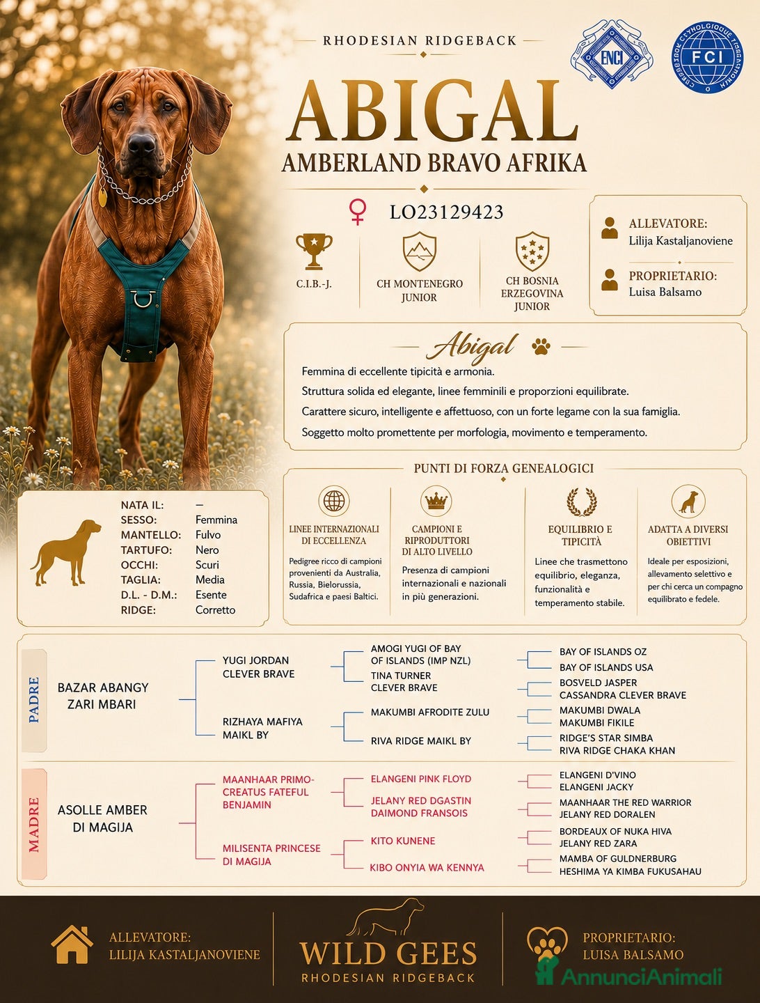 Rhodesian Ridgeback cani Wid Gees Litter - Annuncio 2
