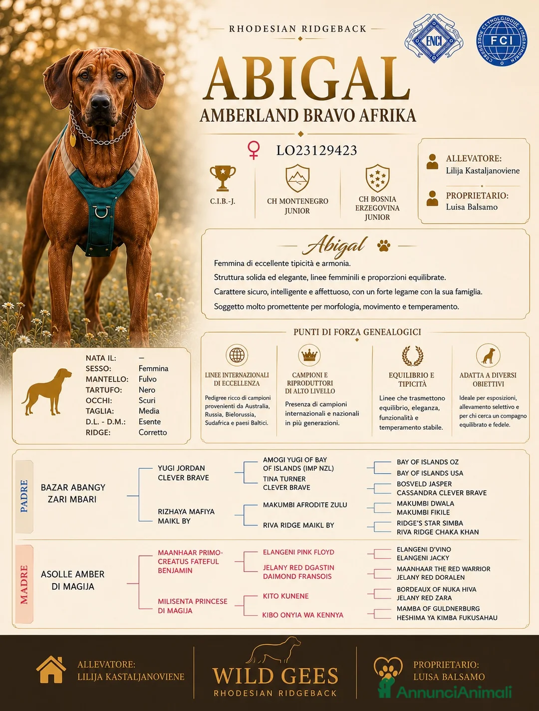 Rhodesian Ridgeback cani in vendita: Wid Gees Litter - Annuncio 2