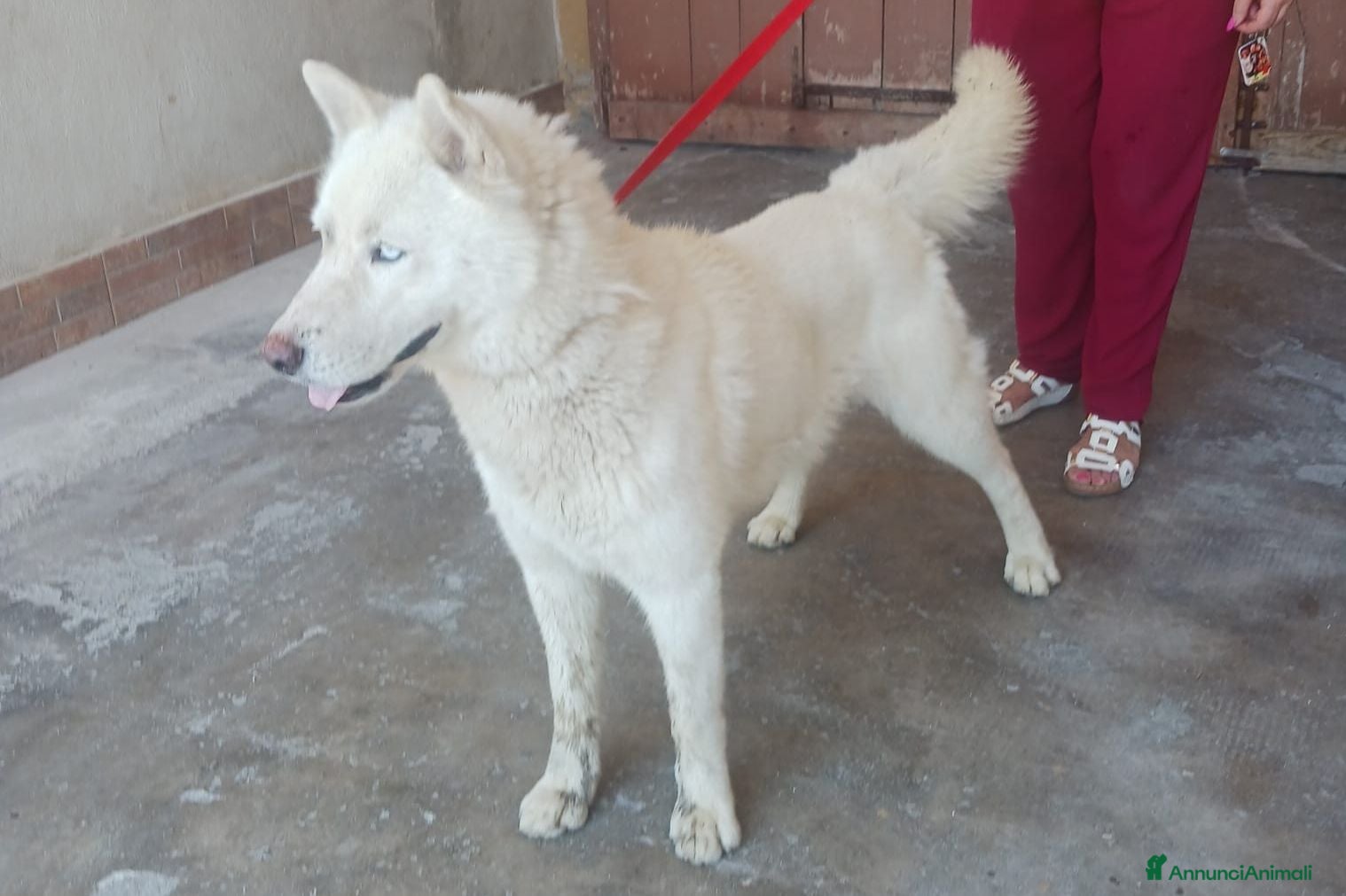 Husky cani Zeus: giovane Siberian Husky socievole con tutti  - Annuncio 3