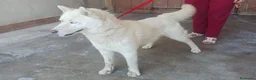 Husky cani in regalo: Zeus: giovane Siberian Husky socievole con tutti  - Annuncio 1