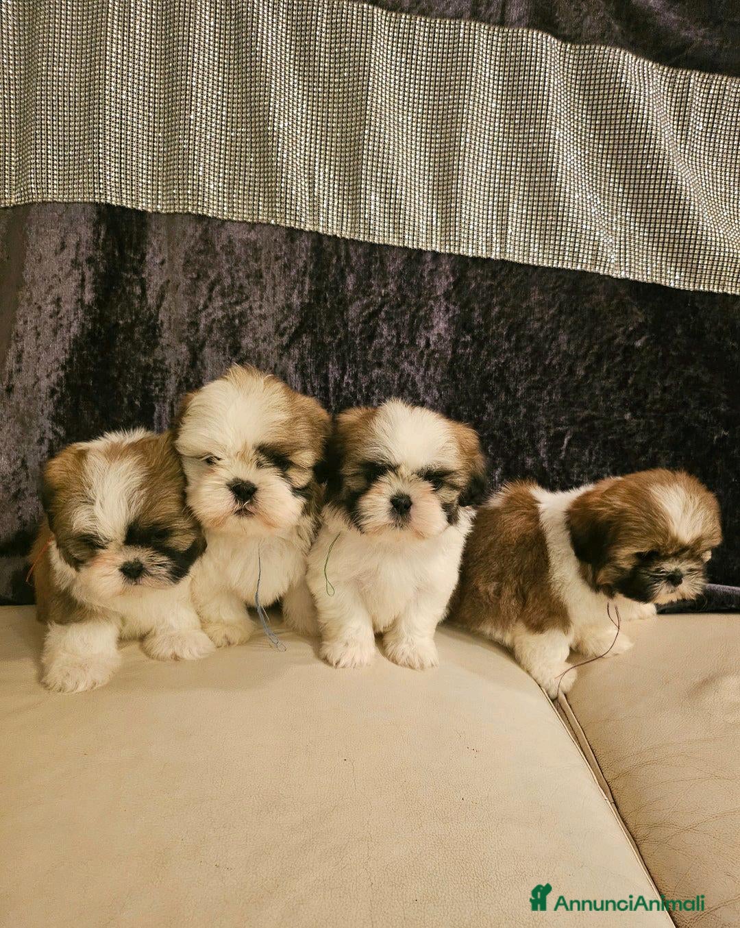 Shih Tzu cani in vendita: Cuccioli di Shih Tzu in vendita a Città metropolitana di Milano - Immagine 1