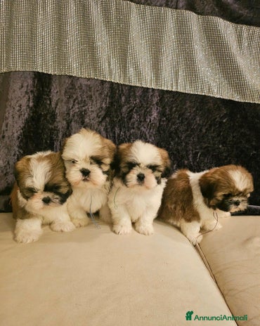 Shih Tzu cani a Città metropolitana di Milano - Annuncio 18