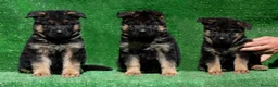 Pastore Tedesco cani in vendita: Allevamento di Terra Scura a Provincia di Salerno - Annuncio 17