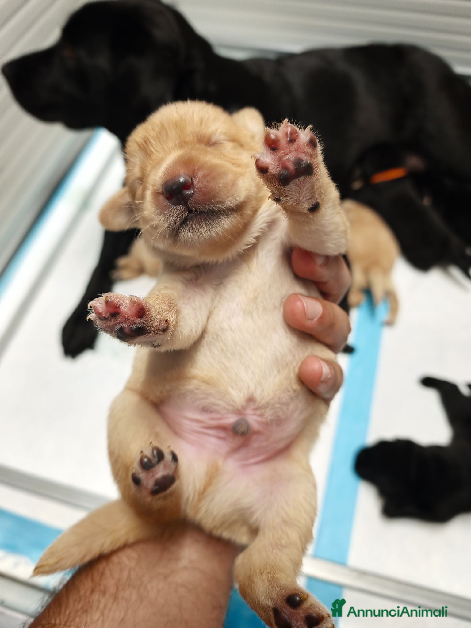 Labrador cani Cuccioli di Labrador retriever neri e gialli - Annuncio 1