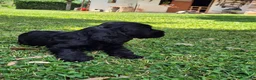 Cocker cani in vendita: Cuccioli di cocker spaniel con pedigree enci neri  - Annuncio 6