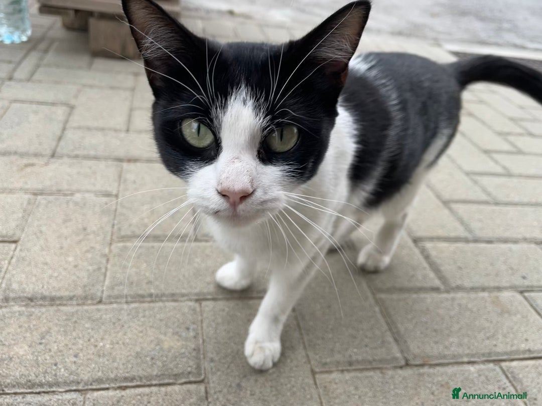Europeo gatti in regalo: Gattine bianche e nere  - Annuncio 7