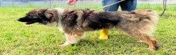 Meticcio cani in regalo: PRUGNA STUPENDA CAGNOLONA - Annuncio 9