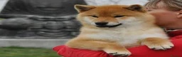 Shiba Inu cani in vendita: Cuccioli SHIBA INU  - Annuncio 3