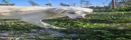 Meticcio cani in regalo: Chiara: giovane, socievole ed equilibrata - Annuncio 2